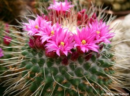 Mammillaria spinosissima cv. 1Pico